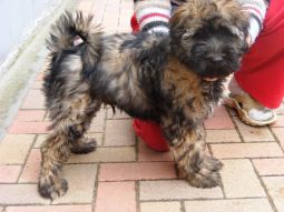 tibeti terrier