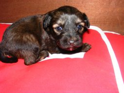 tibeti terrier