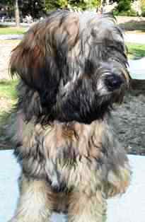 tibeti terrier