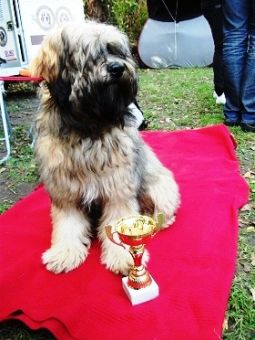 tibeti terrier