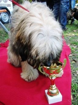 tibeti terrier