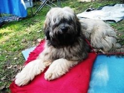 tibeti terrier