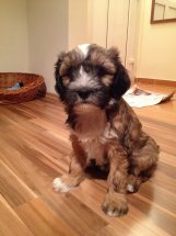 tibeti terrier