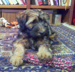 tibeti terrier
