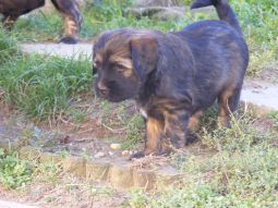 tibeti terrier