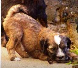 tibeti terrier