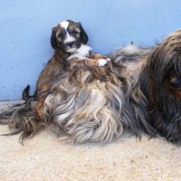 tibeti terrier