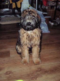 tibeti terrier