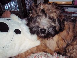 tibeti terrier