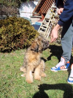 tibeti terrier