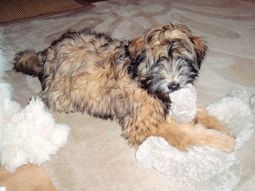 tibeti terrier